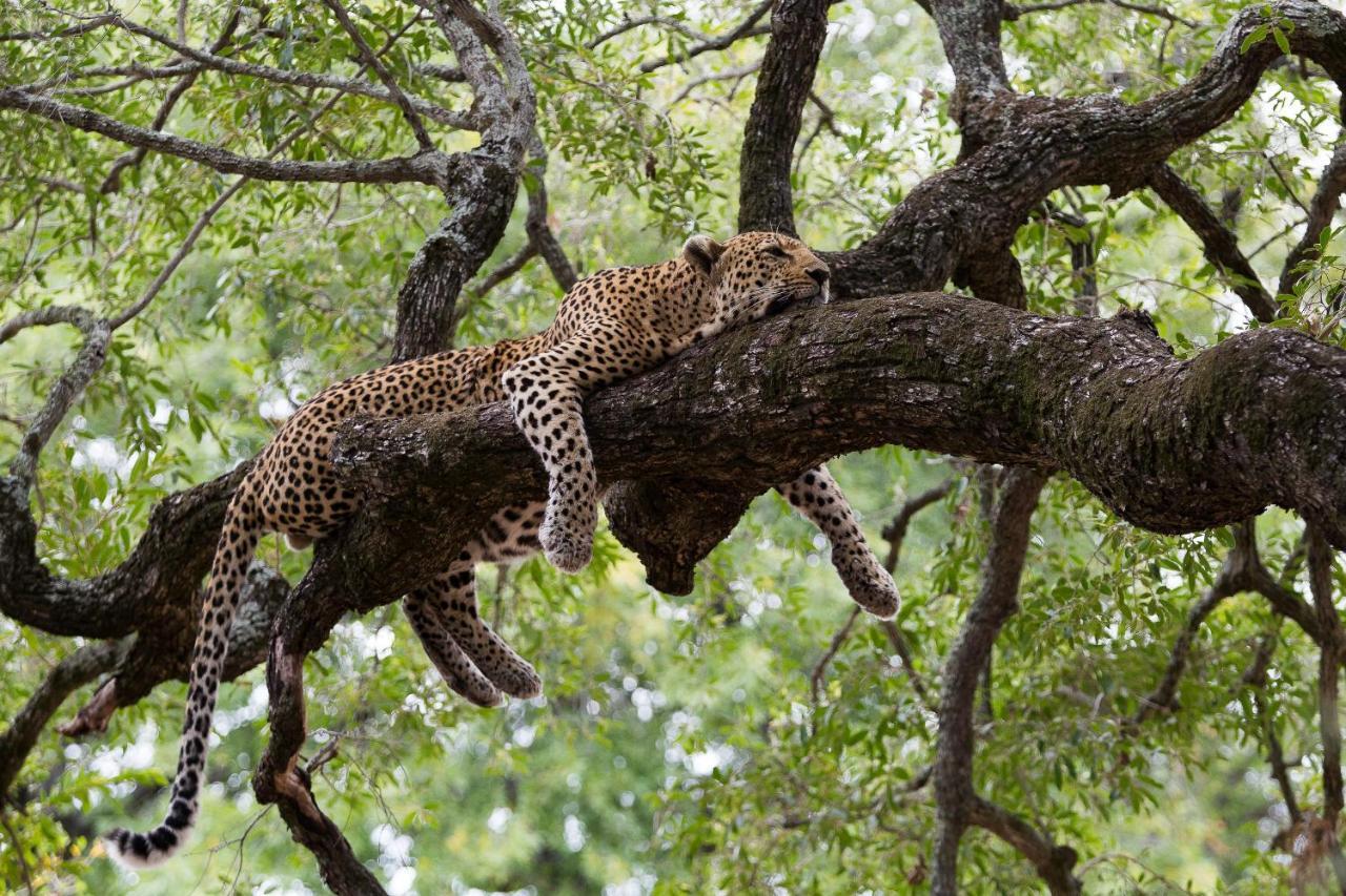 Tintswalo Safari Villa Manyeleti Doğa Koruma Alanı Dış mekan fotoğraf